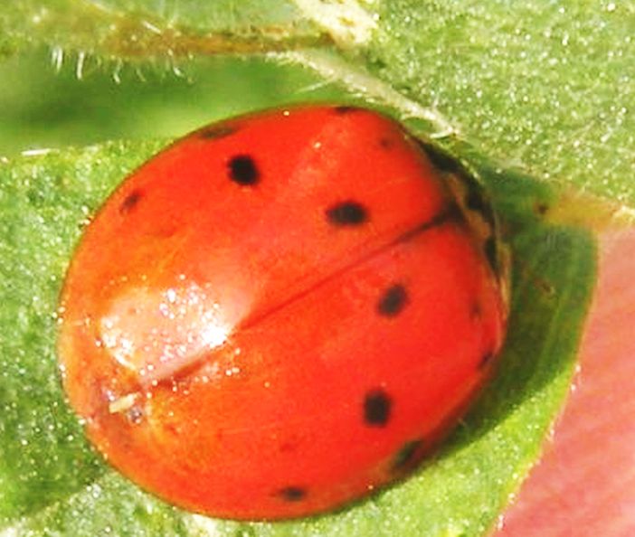 Potrebbe essere Adalia decempunctata? No, Harmonia axiridis