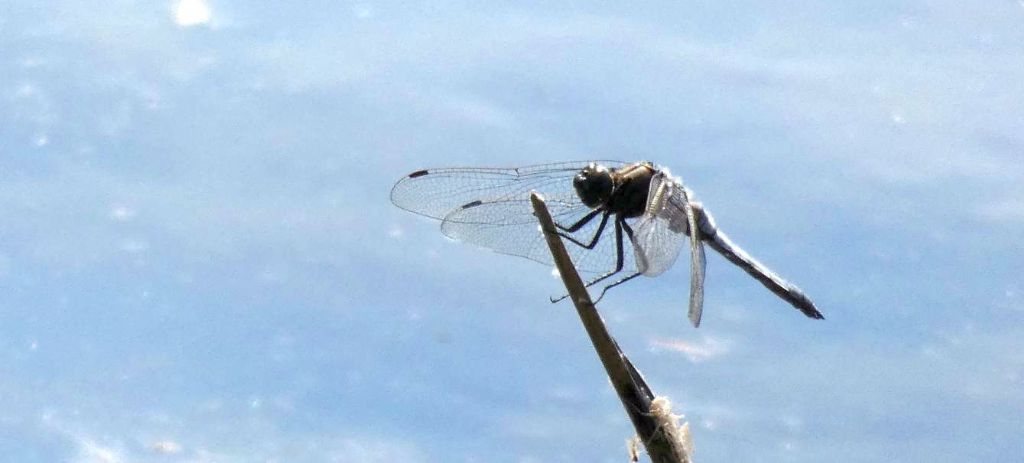 Orthretum cancellatum, maschio