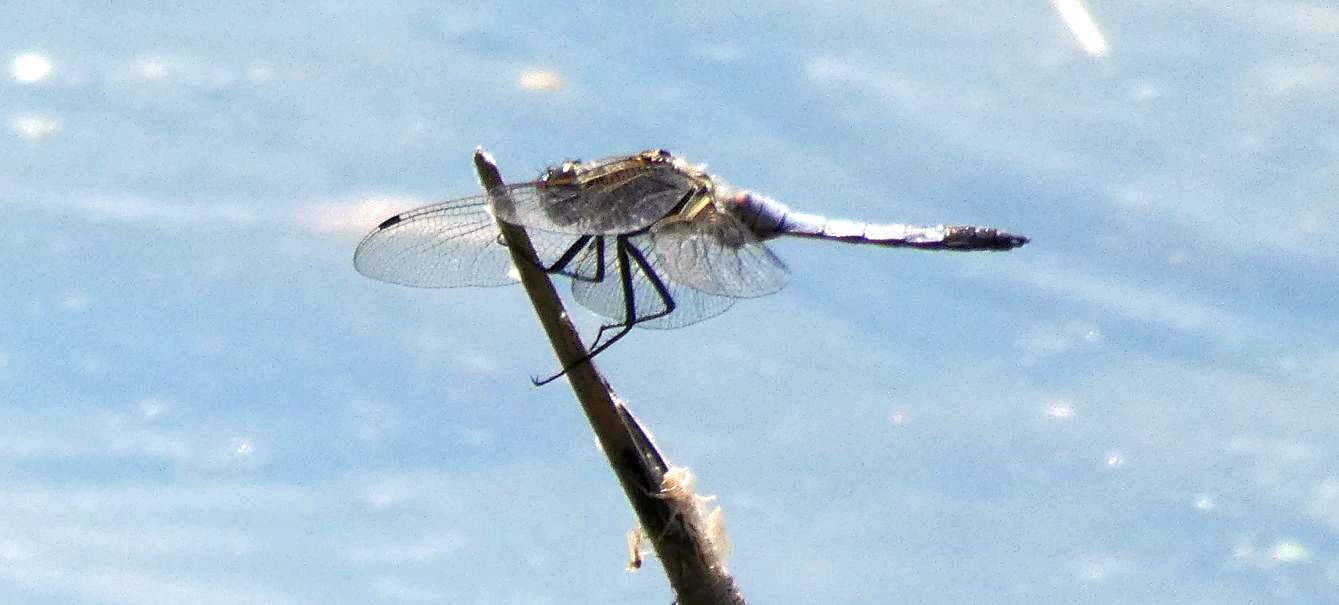 Orthretum cancellatum, maschio