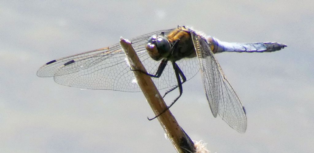 Orthretum cancellatum, maschio