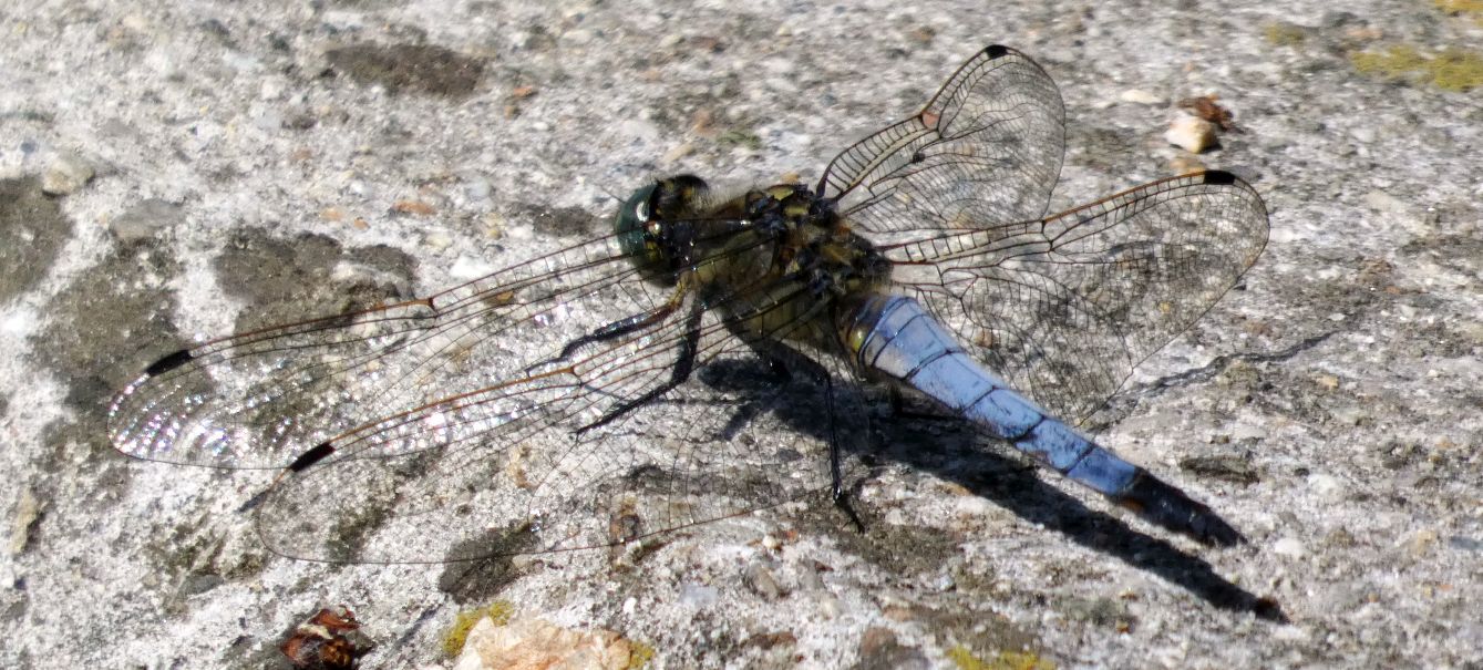 Orthretum cancellatum, maschio