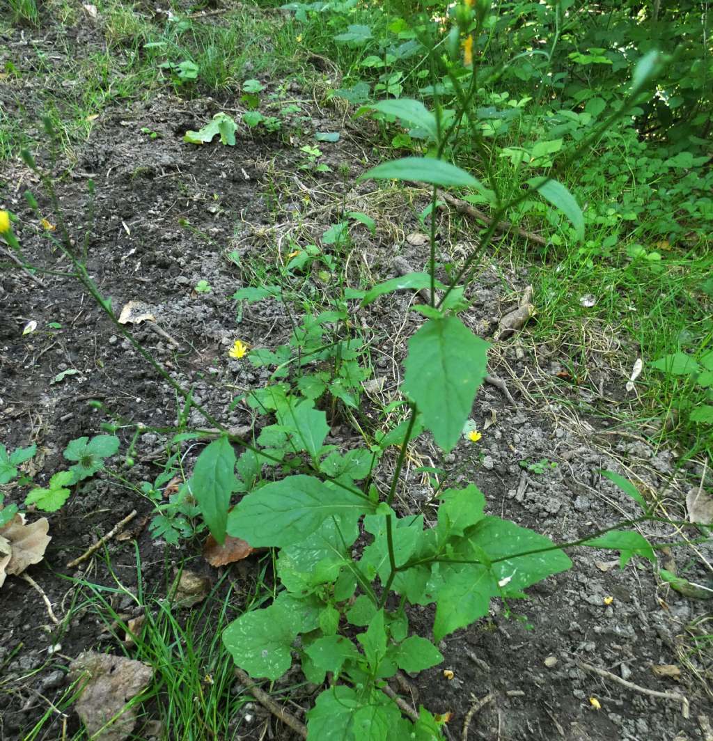 Asteraceae: Lapsana communis