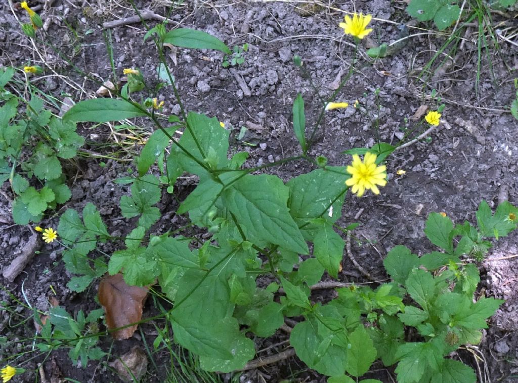 Asteraceae: Lapsana communis