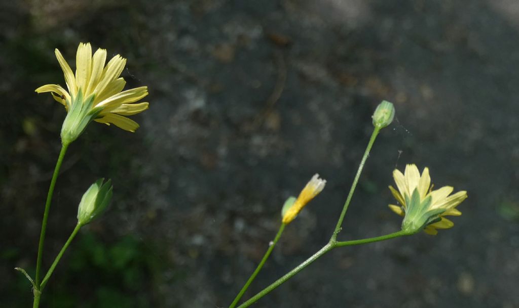 Asteraceae: Lapsana communis