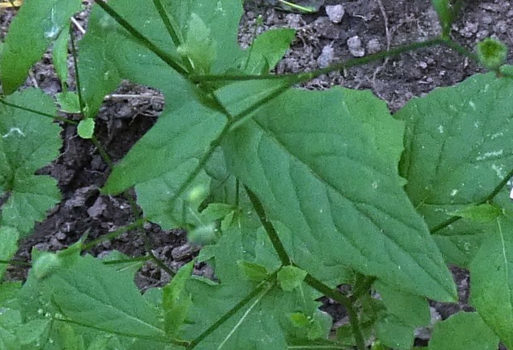 Asteraceae: Lapsana communis