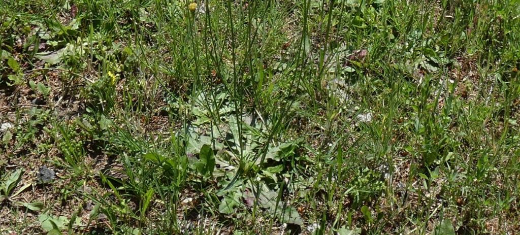 Asteraceae: Hypochaeris radicata