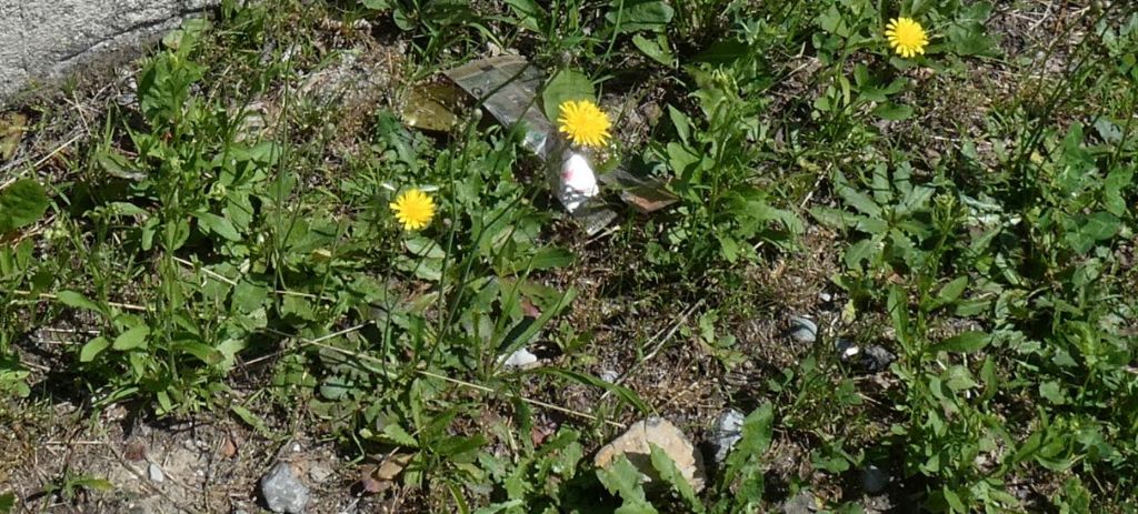 Asteraceae: Hypochaeris radicata