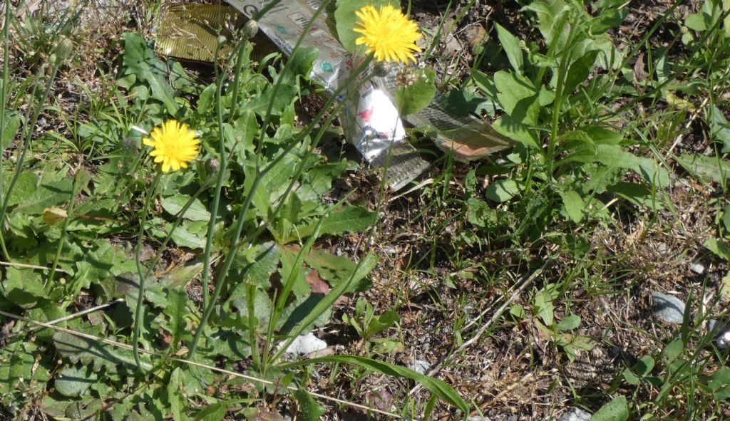 Asteraceae: Hypochaeris radicata