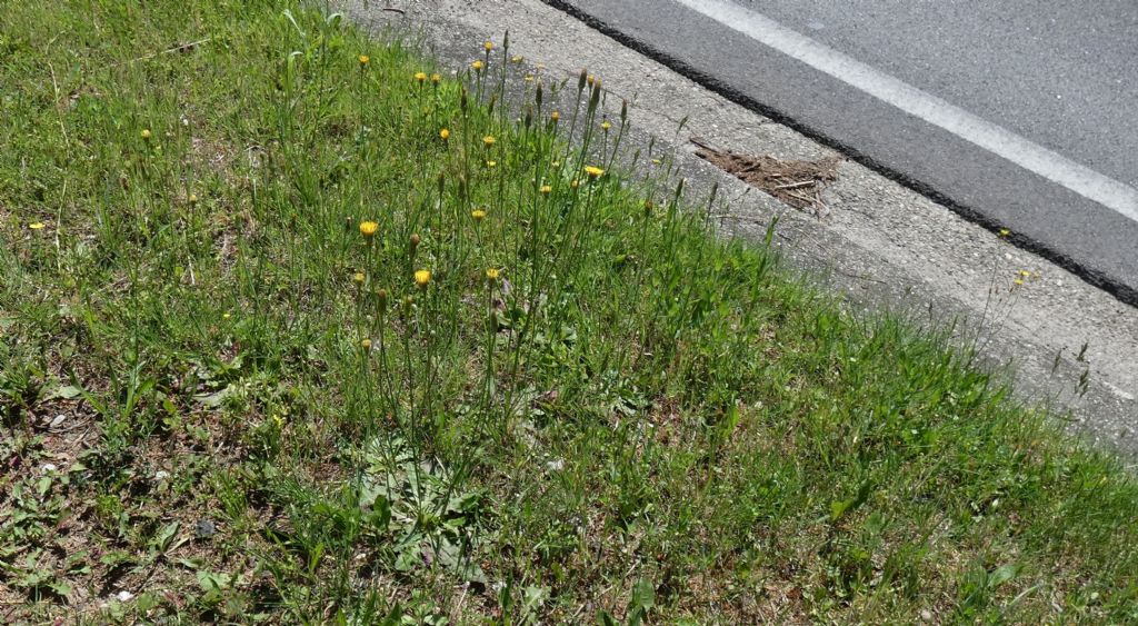 Asteraceae: Hypochaeris radicata