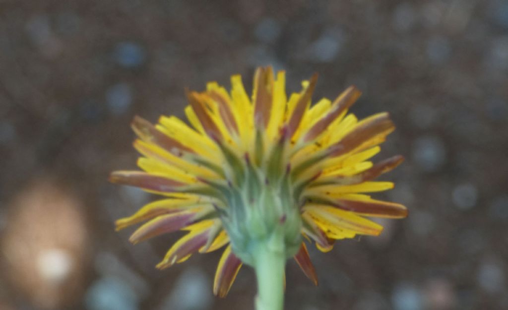 Asteraceae: Hypochaeris radicata