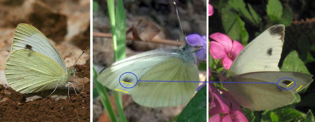 Pieris mannii ? No, Pieris napi