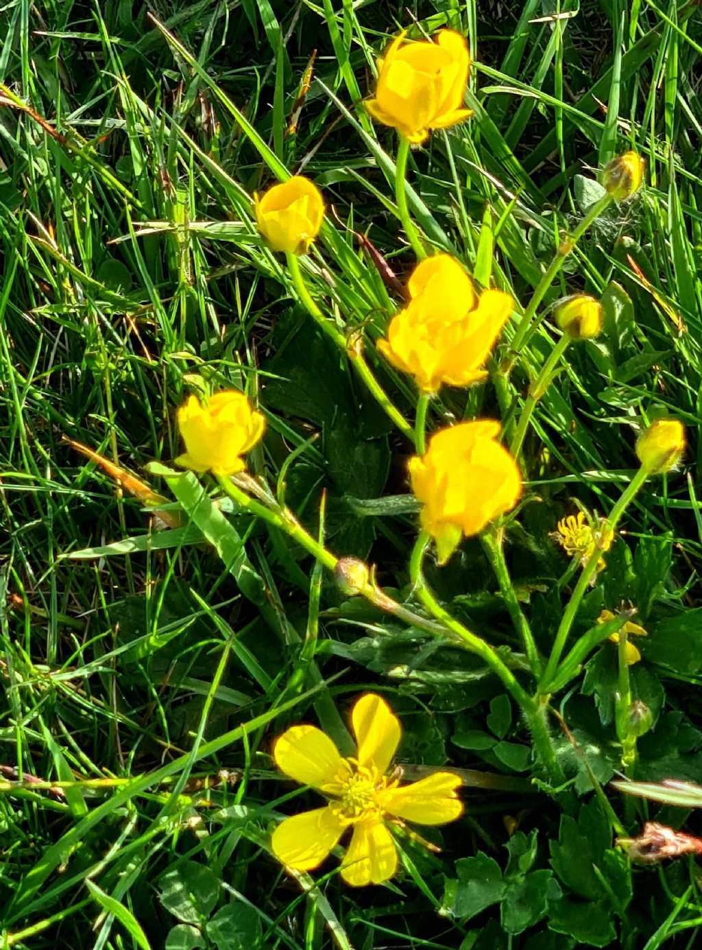 Ranunculus....sp.? cfr. serpens