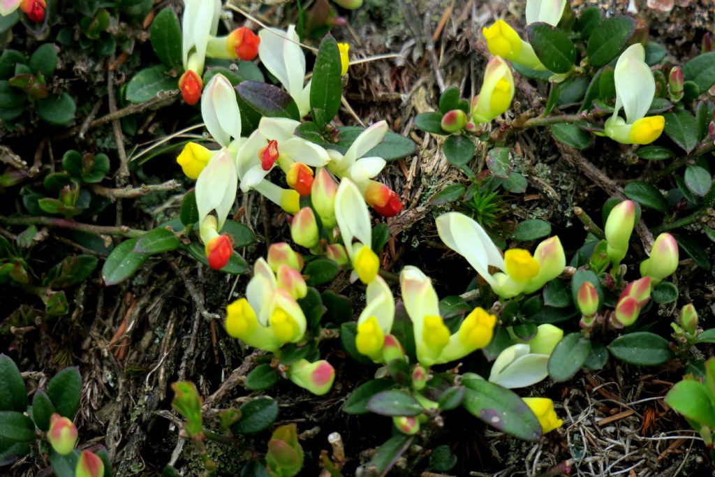 E'' una Polygala? S, Polygala chamaebuxus, ora per Polygaloides chamaebuxus