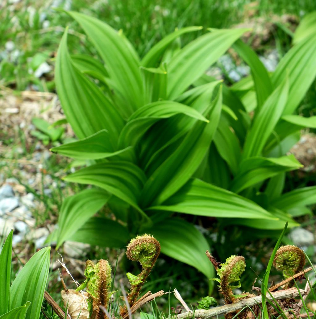 Grandi foglie: Veratrum album (Liliales - Melanthiaceae )