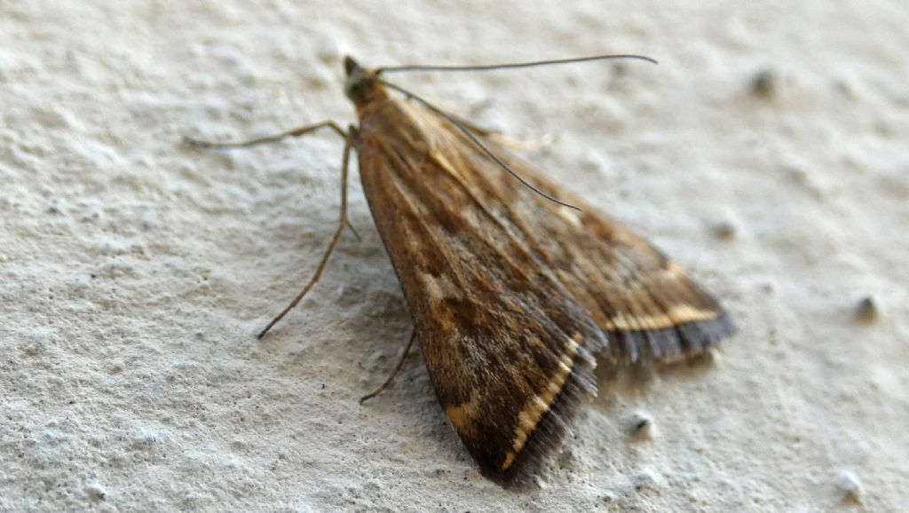 Loxostege sticticalis (Crambidae) da confermare - Confermato!