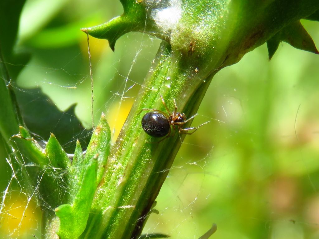 Theridiidae ID