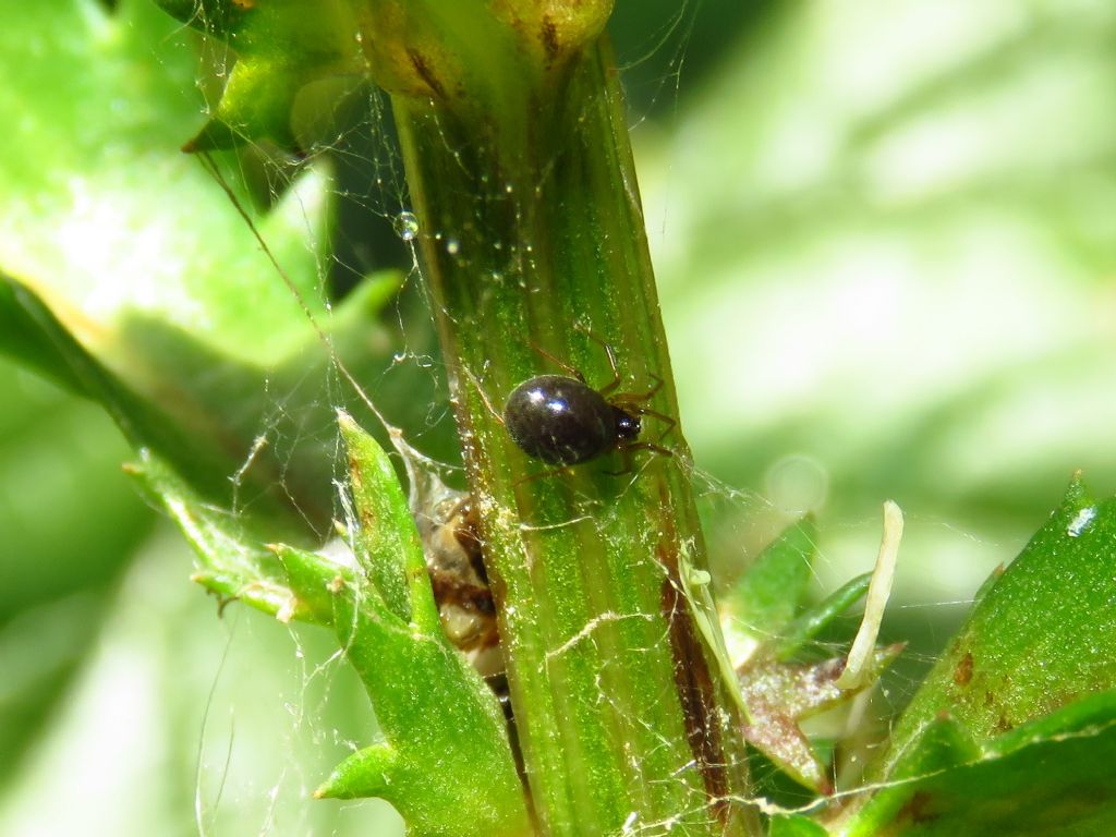 Theridiidae ID