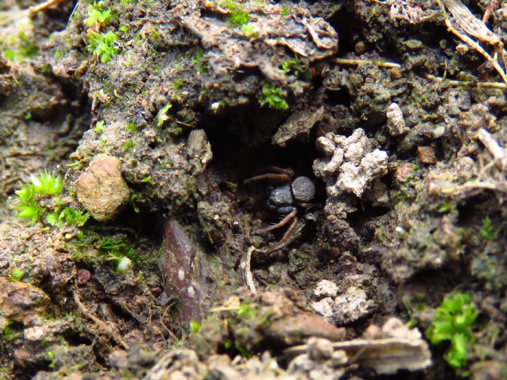 Ozyptila?  No, Coriarachne depressa - Portogallo