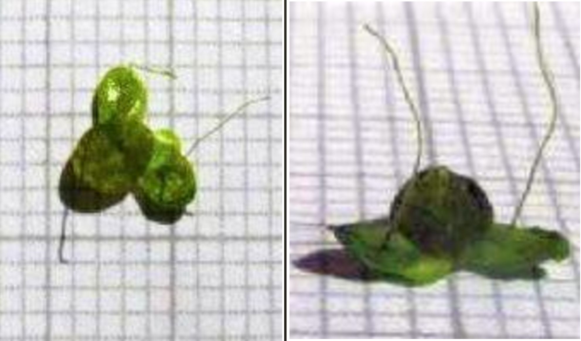 Lemna minor (Araceae)