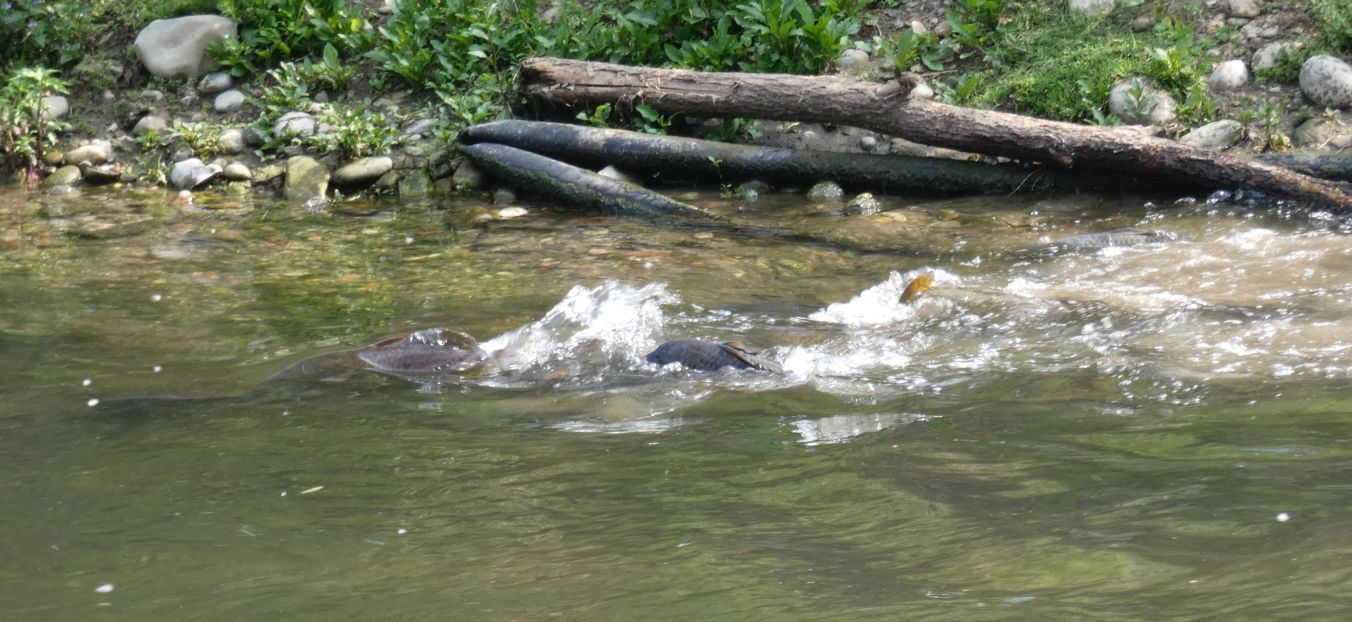 In un ribollire di acque: Carpe (Cyprinus carpio) in frega