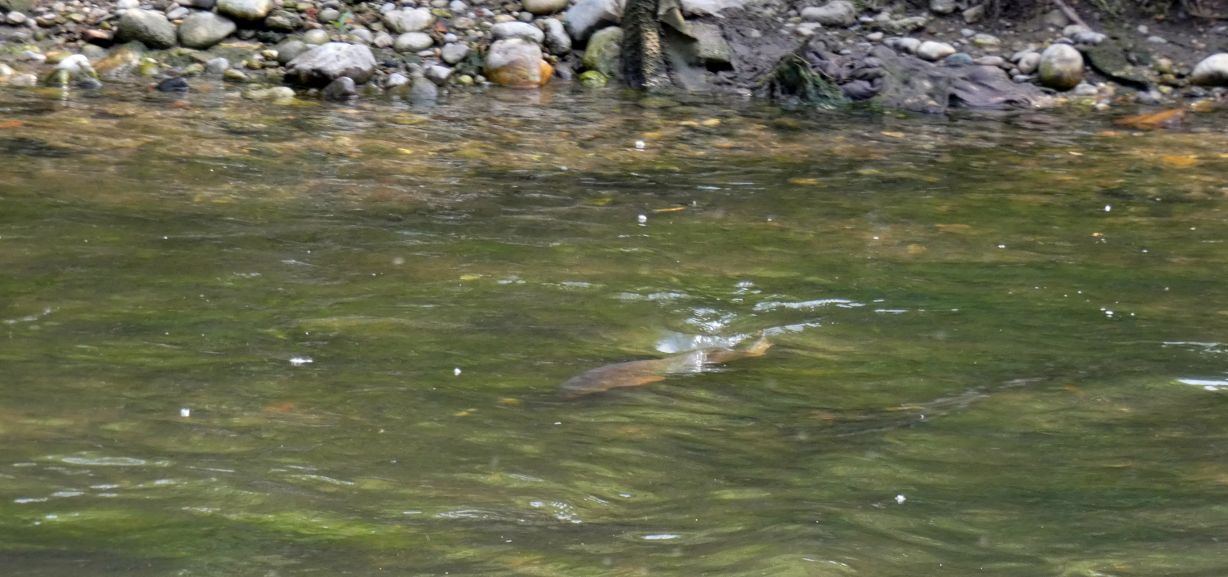 In un ribollire di acque: Carpe (Cyprinus carpio) in frega