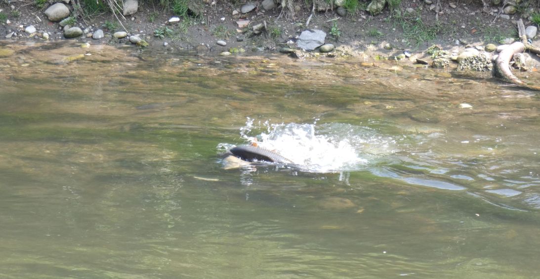 In un ribollire di acque: Carpe (Cyprinus carpio) in frega