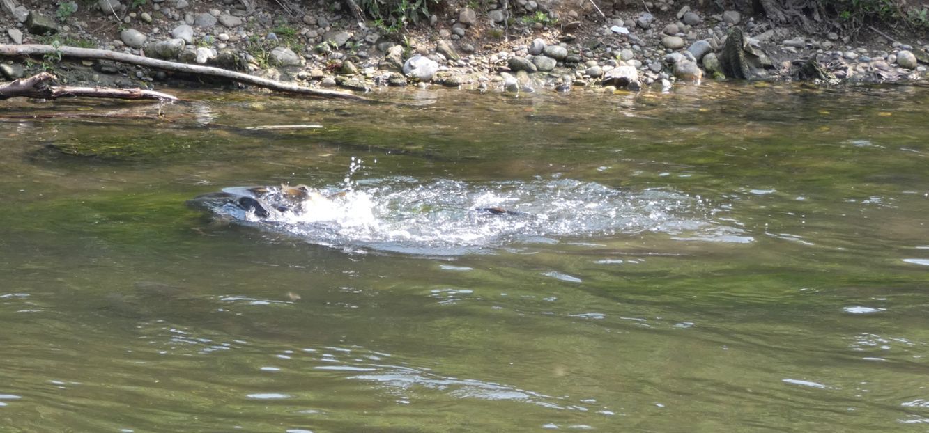 In un ribollire di acque: Carpe (Cyprinus carpio) in frega