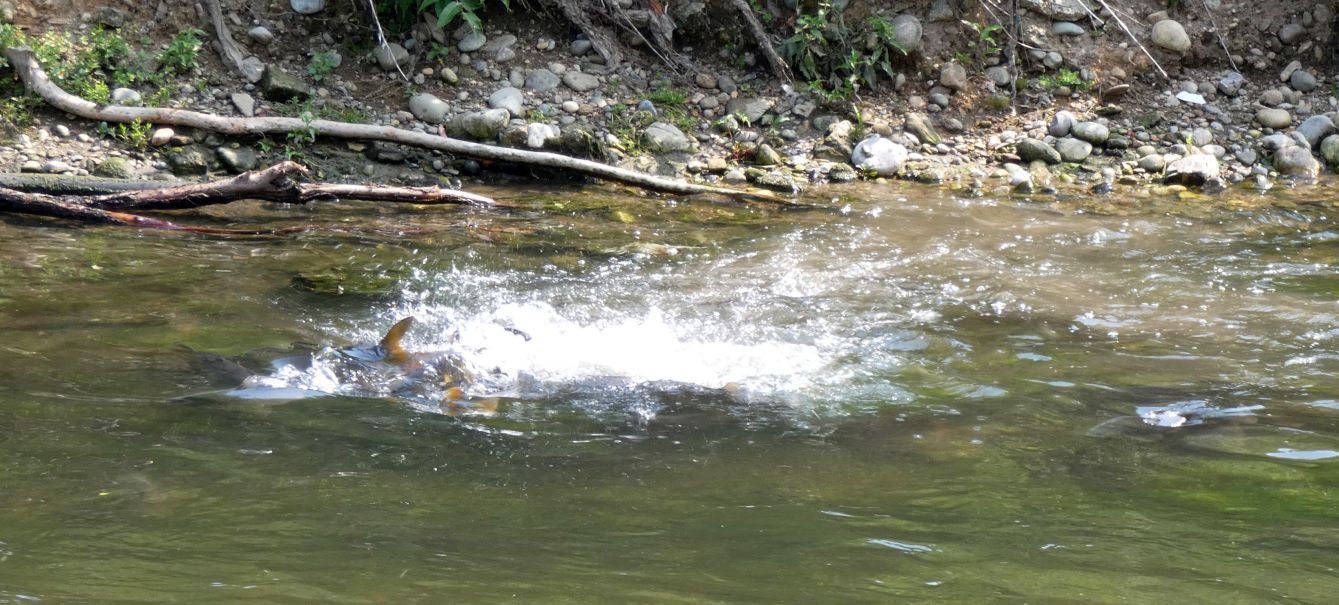 In un ribollire di acque: Carpe (Cyprinus carpio) in frega