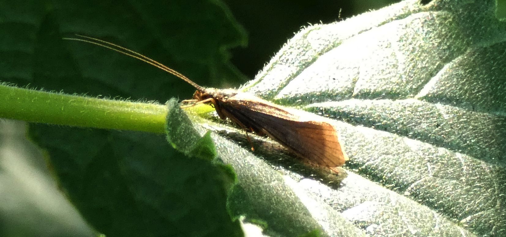 Hydropsyche sp. (Hydropsychidae)