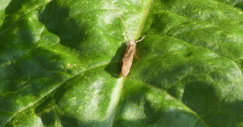 Hydropsyche sp. (Hydropsychidae)