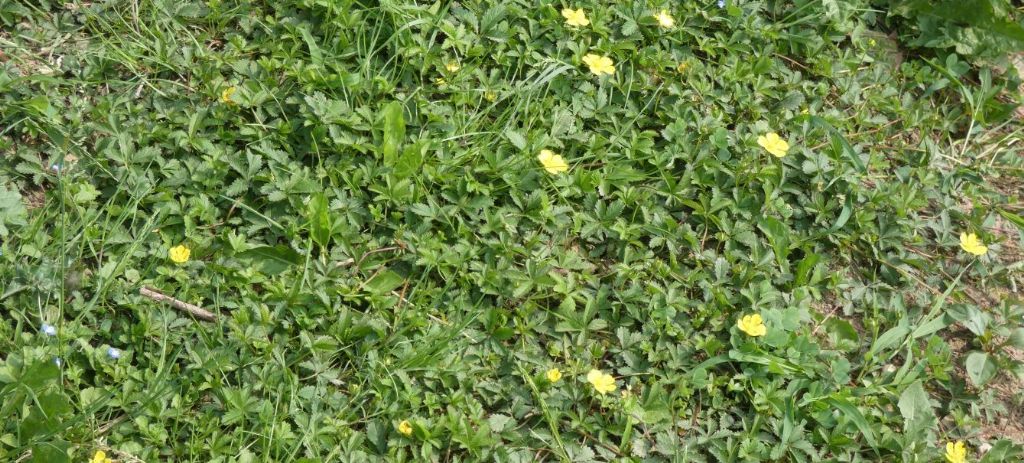 Potentilla reptans ?  Potentilla cfr. reptans