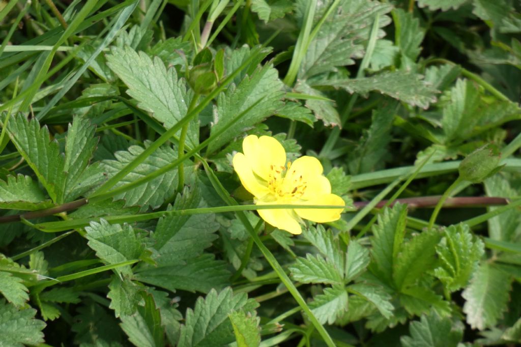 Potentilla reptans ?  Potentilla cfr. reptans