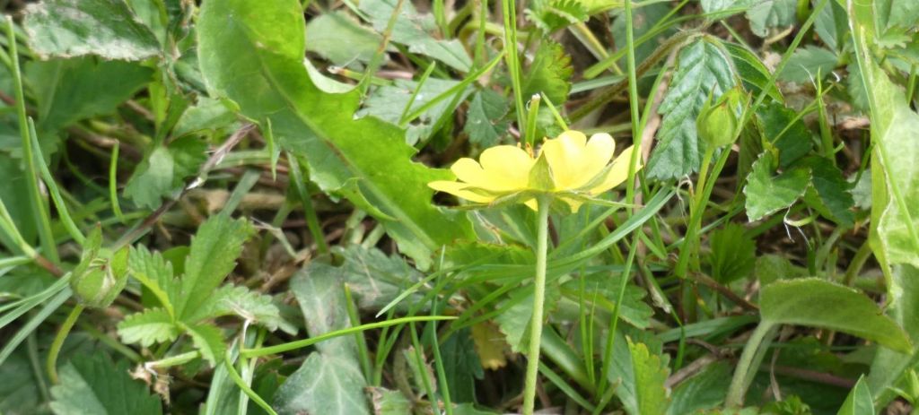 Potentilla reptans ?  Potentilla cfr. reptans