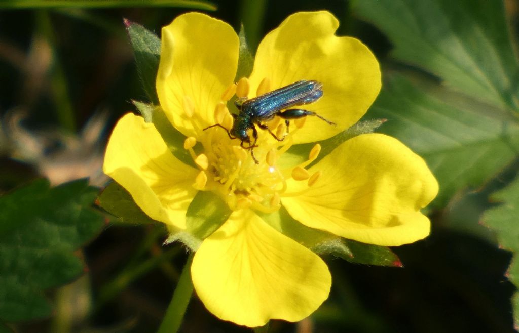 Potentilla reptans ?  Potentilla cfr. reptans