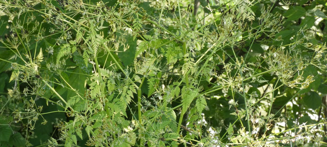 Apiaceae: Anthriscus sylvestris