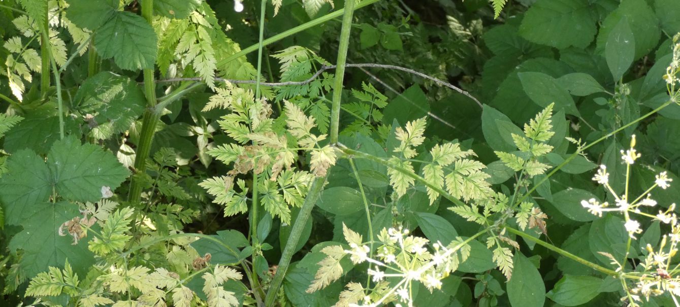 Apiaceae: Anthriscus sylvestris