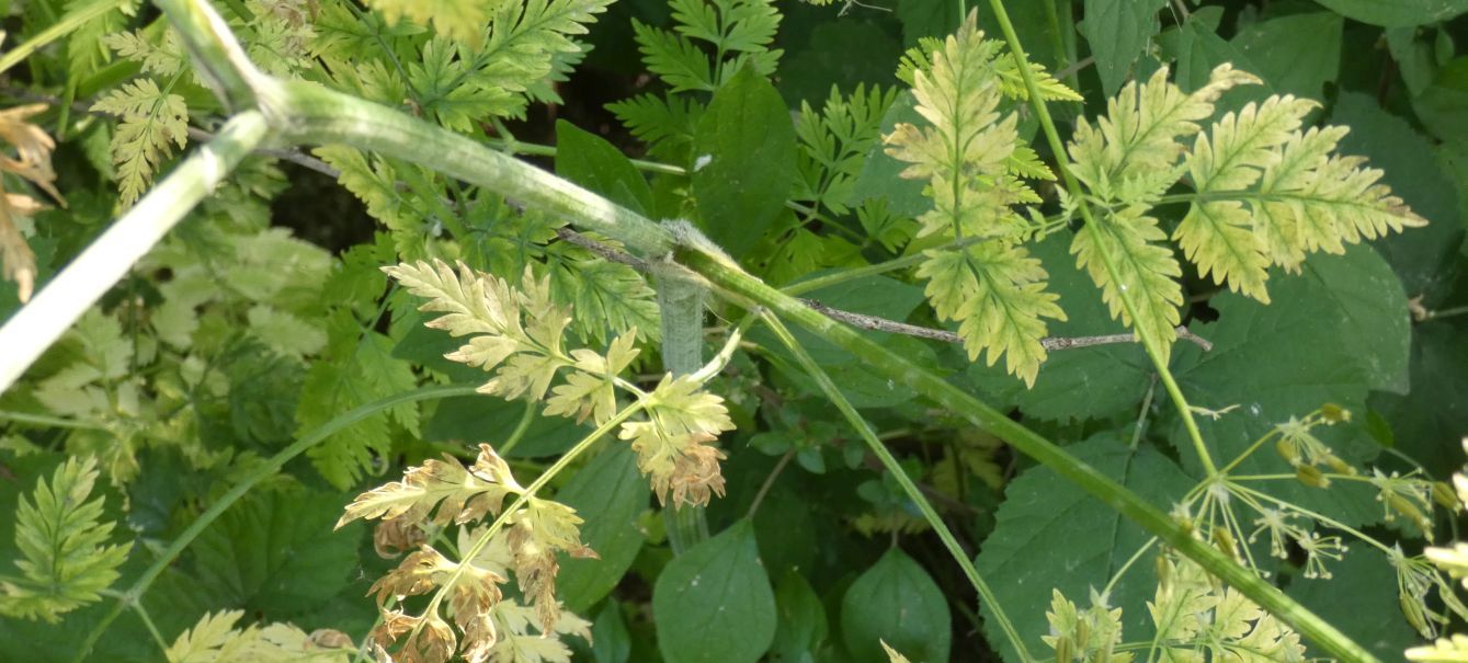 Apiaceae: Anthriscus sylvestris