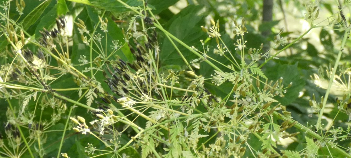 Apiaceae: Anthriscus sylvestris