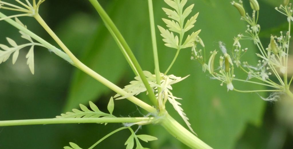 Apiaceae: Anthriscus sylvestris