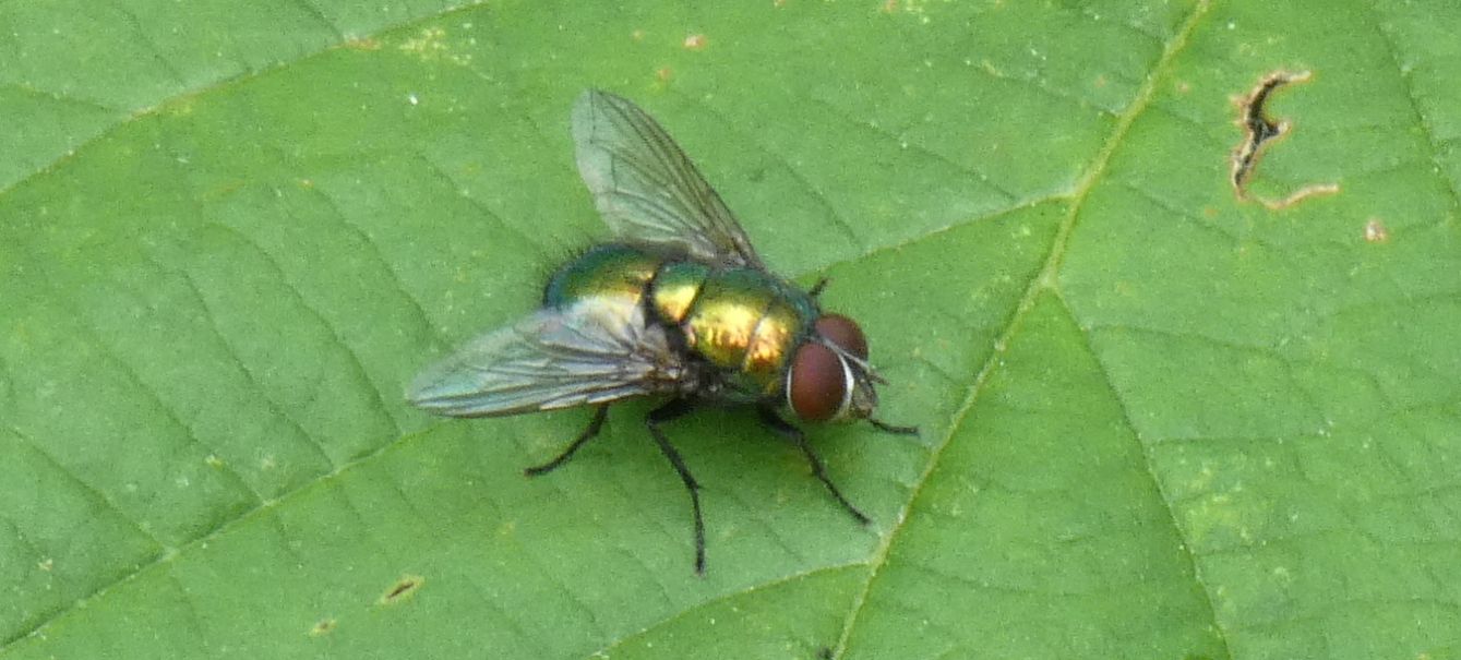 Chrysomya albiceps (Calliphoridae)