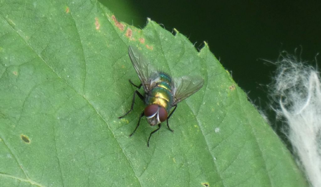 Chrysomya albiceps (Calliphoridae)