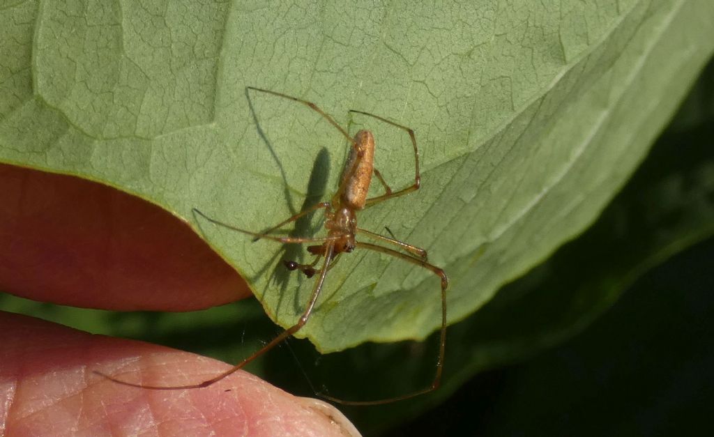 Tetragnathidae ? S, Tetragnatha sp. - Milano