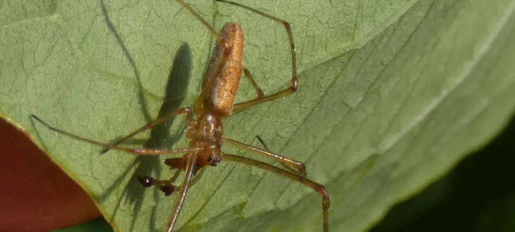 Tetragnathidae ? S, Tetragnatha sp. - Milano