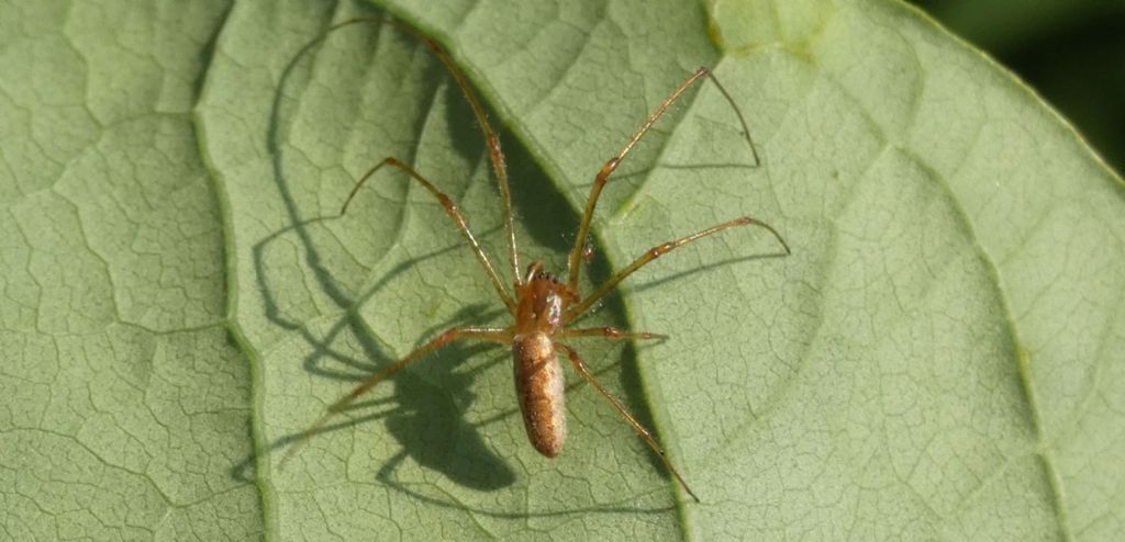 Tetragnathidae ? S, Tetragnatha sp. - Milano