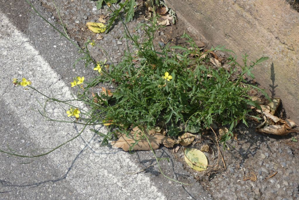 Brassicaceae: Diplotaxis tenuifolia? No, Diplotaxis muralis