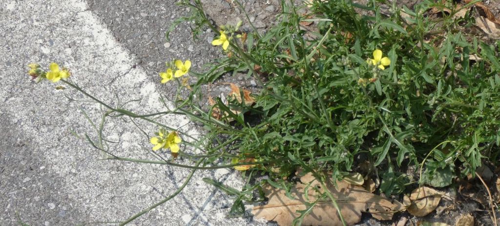 Brassicaceae: Diplotaxis tenuifolia? No, Diplotaxis muralis