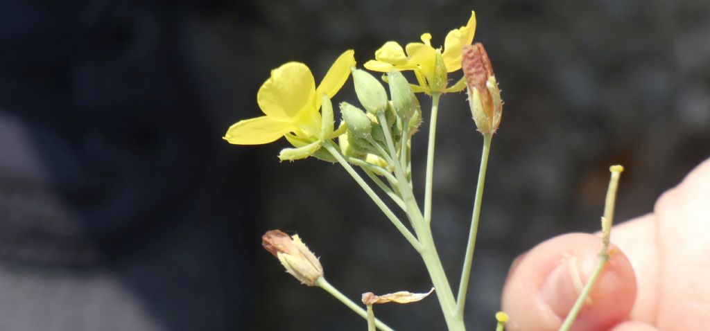 Brassicaceae: Diplotaxis tenuifolia? No, Diplotaxis muralis