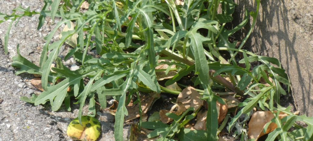 Brassicaceae: Diplotaxis tenuifolia? No, Diplotaxis muralis