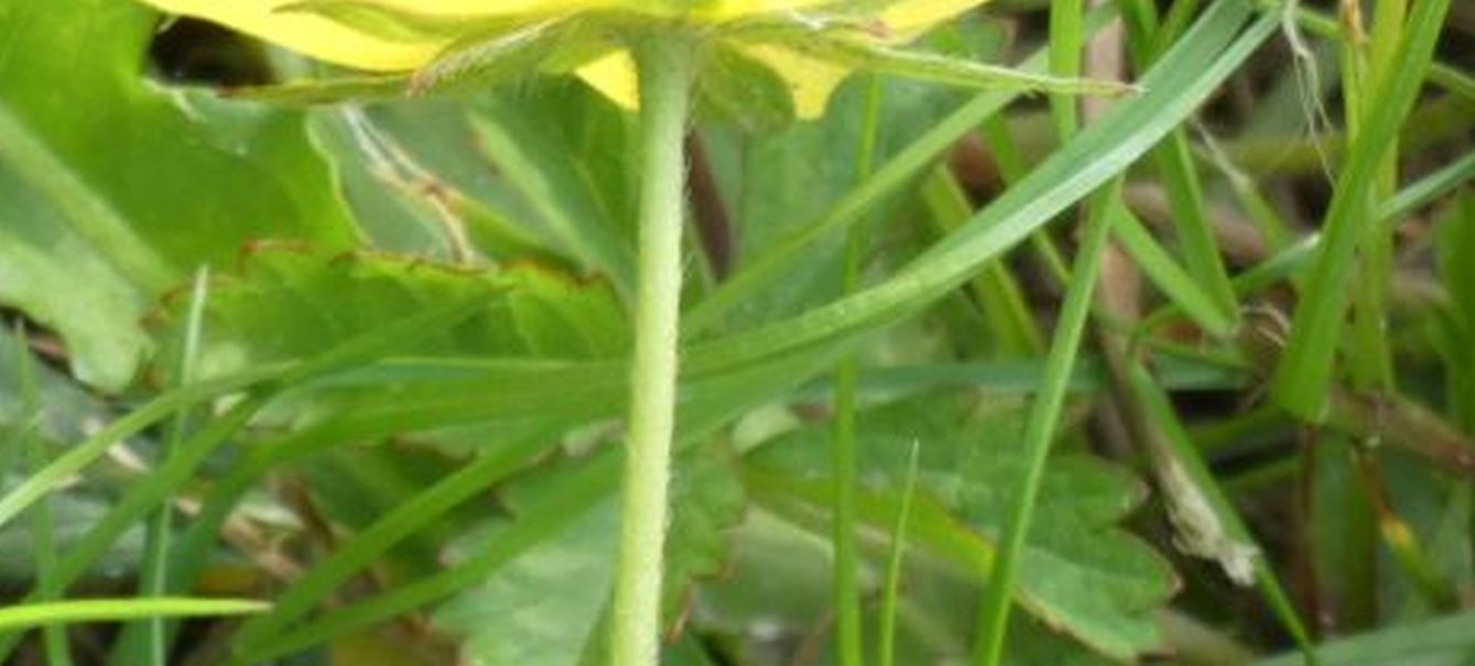 Potentilla reptans ?  Potentilla cfr. reptans