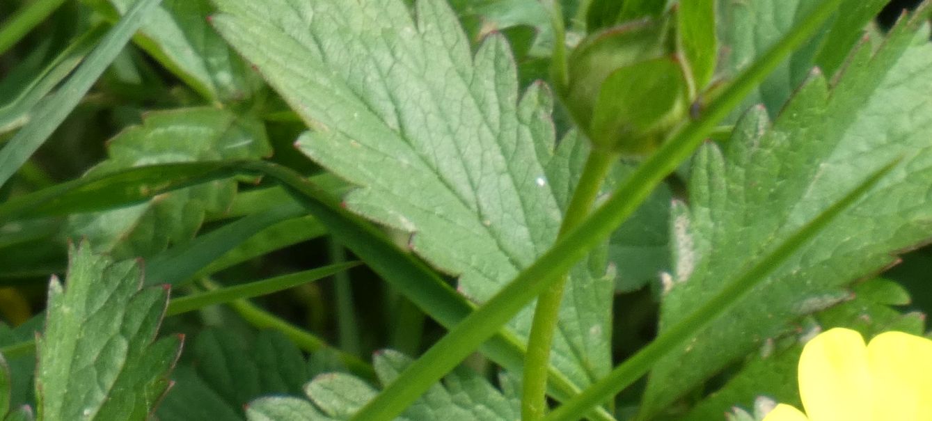 Potentilla reptans ?  Potentilla cfr. reptans